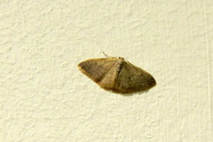 Idaea distinctaria