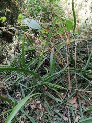 Disocactus speciosus