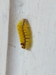 Lophocampa annulosa
