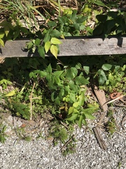 Toxicodendron radicans image