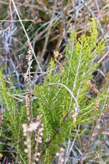 Ericeae