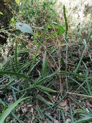 Disocactus speciosus