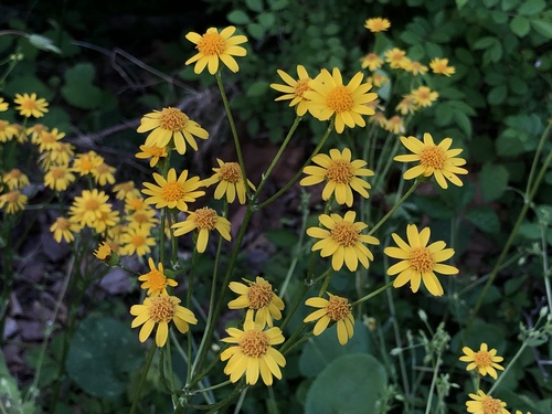 golden ragwort (Packera aurea)
