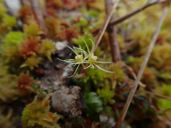 Coptis aspleniifolia