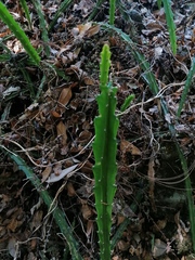 Disocactus speciosus