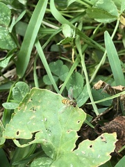 Toxomerus marginatus