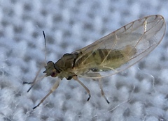 Triozidae