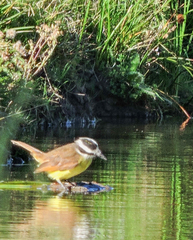 Pitangus sulphuratus