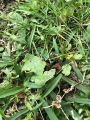 Toxomerus marginatus