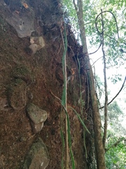 Disocactus speciosus