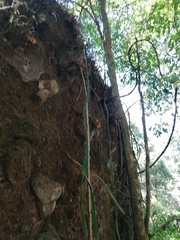 Disocactus speciosus