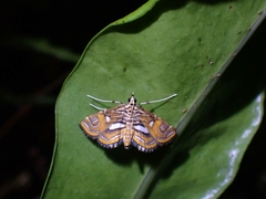 Paracymoriza cataclystalis