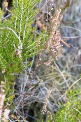 Ericeae