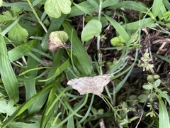 Macaria aequiferaria