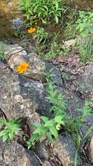Cosmos sulphureus