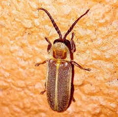 Lampyridae