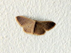 Idaea distinctaria