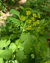 Thaspium barbinode