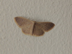 Idaea distinctaria