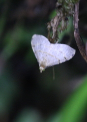 Chrioloba perpusilla