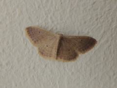 Idaea distinctaria