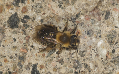 Andrena dunningi