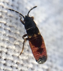Ischnodemus sabuleti