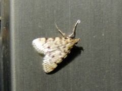 Aglossa