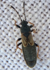Ischnodemus sabuleti