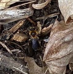 Andrena dunningi