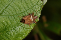 Podisus nigrispinus