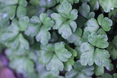 Sanicula lamelligera