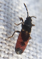 Ischnodemus sabuleti