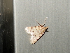 Aglossa