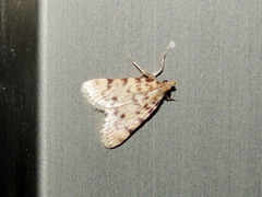 Aglossa