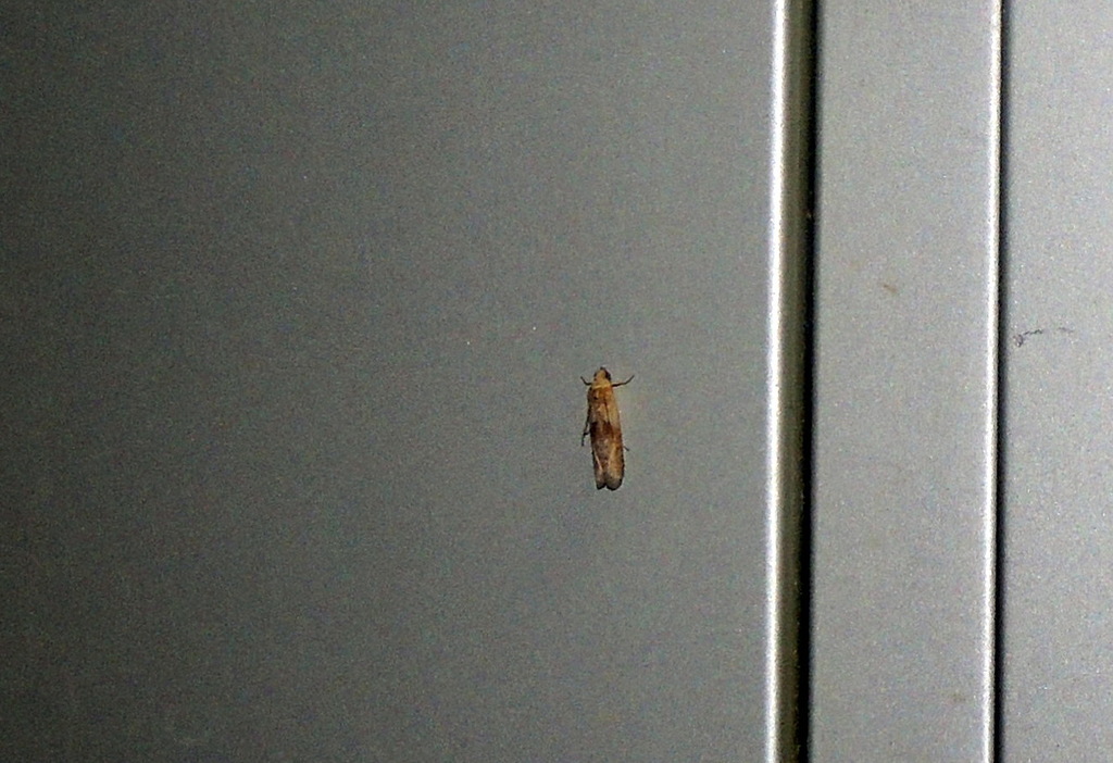 Phycita diaphana