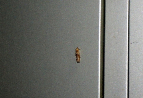 Phycide diaphane