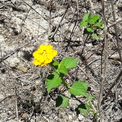 Lantana × hybrida