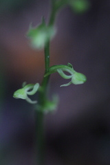 Platanthera minor