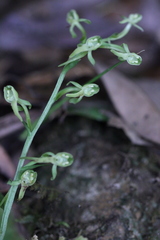 Platanthera minor