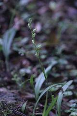 Platanthera minor