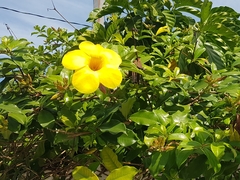 Allamanda cathartica