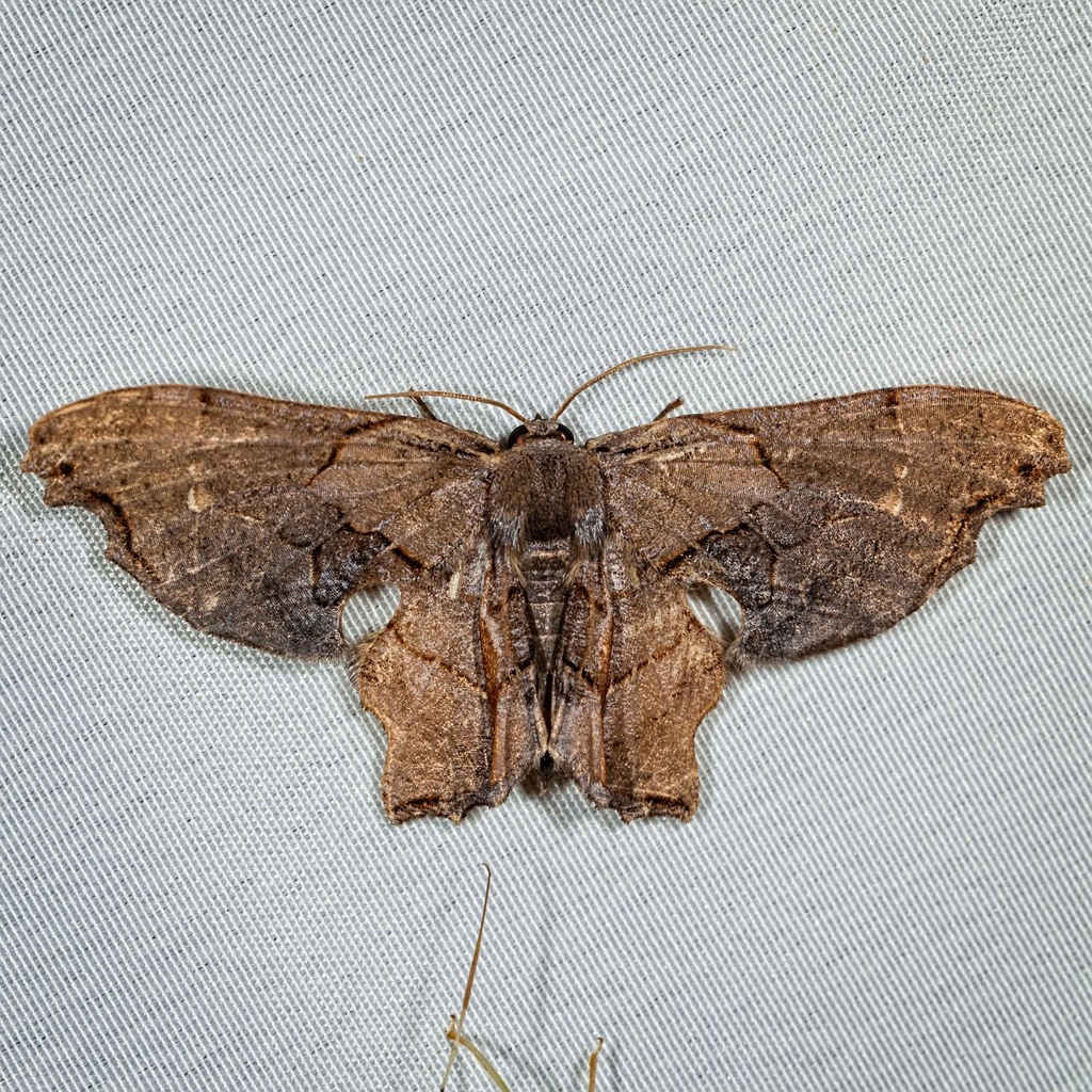 Erosia veninotata