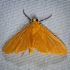 Phaedropsis