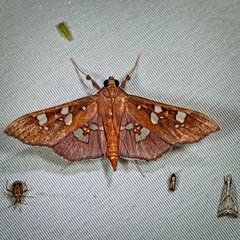 Phostria temira