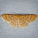Idaea similinea - Photo (c) dreed41, some rights reserved (CC BY-NC), uploaded by dreed41