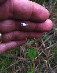 Apteria aphylla