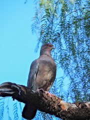 Patagioenas picazuro