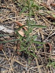 Eupatorium linearifolium