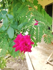 Rosa